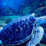 丰县海昌海洋探索馆
