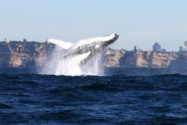 8天6晚·澳大利亚墨尔本+悉尼·五一升5钻『暑期限定观鲸+全5钻』