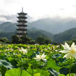 武义十里荷花景区
