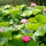 陈家山荷花公园