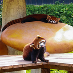 小熊猫森林公园