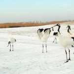 丹顶鹤冰雪梦幻王国
