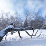 雪乡国家森林公园原始林风景区