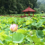 荷花谷旅游景区