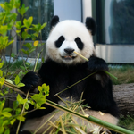 岳阳中华大熊猫苑