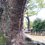 千年古樟群(妇女半边天景区)