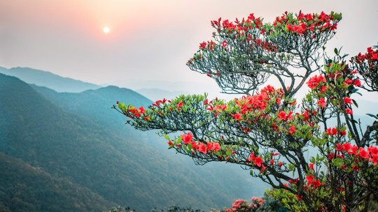 新兴天露山旅游度假区门票