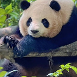 熊猫谷