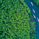 天目湖南山竹海