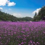 利川花千谷生态旅游度假区