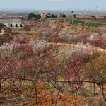 塔子山梅花基地