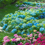 世界花卉大观园