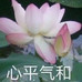 丸子丸子丸子