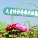 南京天生桥牡丹园