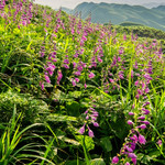 金沙玉簪花云海景区