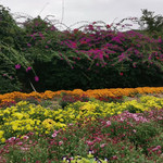 泉州鲜花港