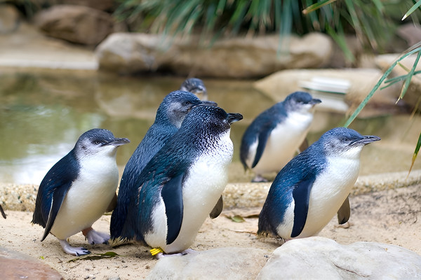 10天7晚·新西兰+奥克兰+罗托鲁瓦+基督城+皇后镇+但尼丁跟团游