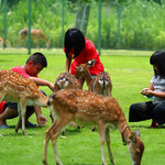 嘉义阿里山逐鹿部落