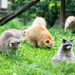 新光兆丰休闲农场