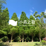 新竹|小森之歌|
