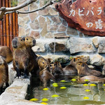 宜兰张美阿嬷农场：门票・游程体验套票