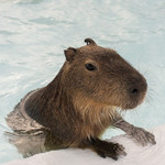 垦丁鹿ㄦ岛水豚生态园区