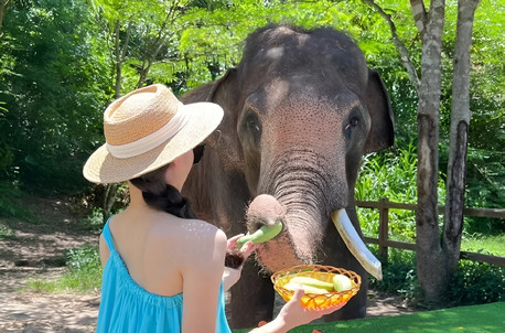 8天7晚·昆明+大理+丽江+西双版纳+玉龙雪山+野象谷+滇池+石林跟团游