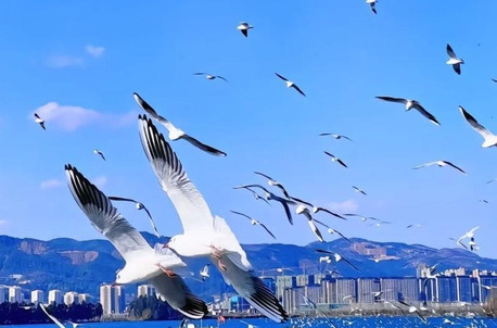 8天7晚·丽江+香格里拉+大理+昆明+双廊+洱海+独克宗古城自由行