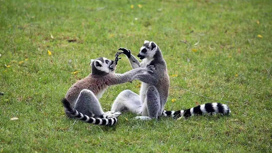 合肥疯狂松鼠岛