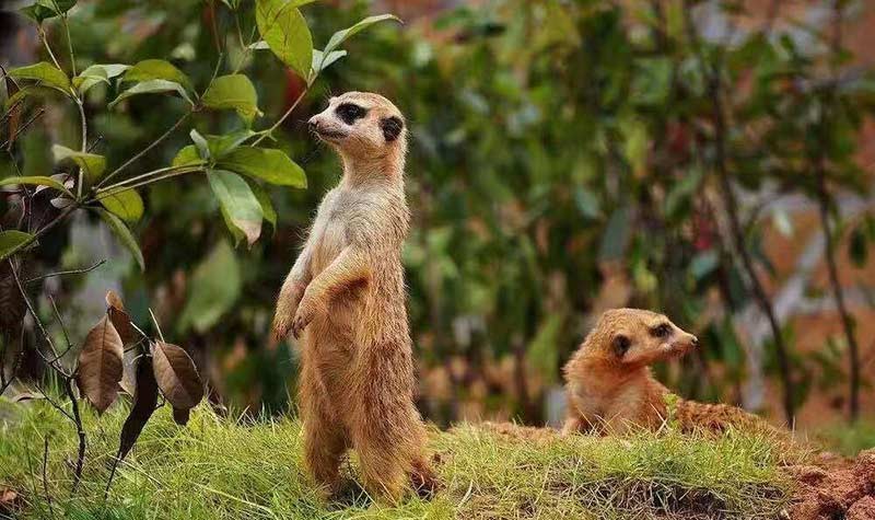 合肥疯狂松鼠岛