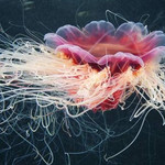 水母云一1618