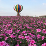 太湖花海主题度假乐园