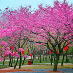 新都樱悦林