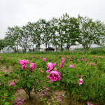 庐山花溪谷