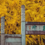 昆山亭林园
