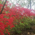 万花谷旅游度假区