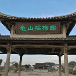 徐州龟山探梅园