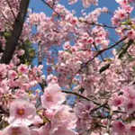 樱花小镇