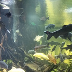 大化红水河水族馆