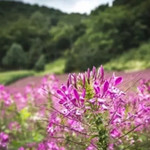 大北岔风景区