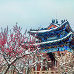 南京梅花山