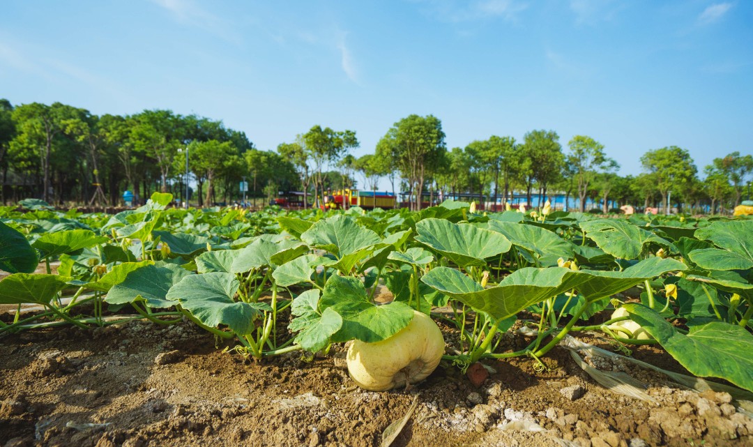 伊酷拉精灵农庄