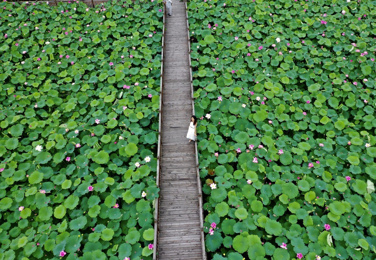 泰顺小众打卡点|航拍长垟村百亩荷花池