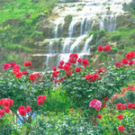 都江堰·玫瑰花溪谷