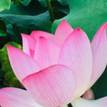 西和莲花世界