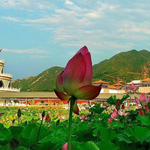灵山莲花公园