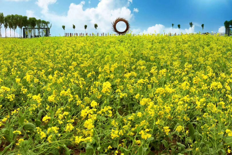 稻香公园见花海 帐篷野餐闻花香