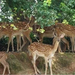厦门中非世野野生动物驯养繁殖基地