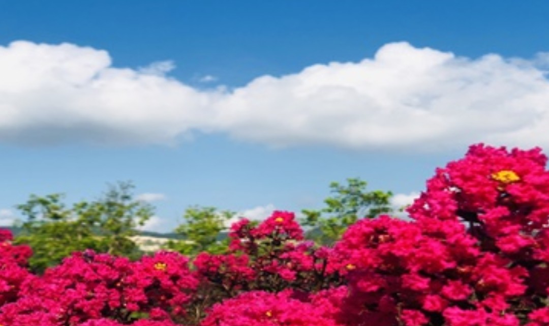 后岭花开嬉栖谷