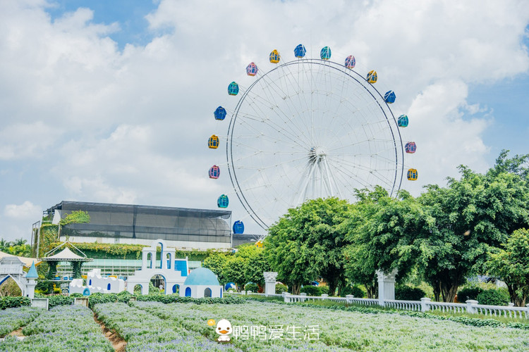 百万葵园,网红拍照打卡好去处